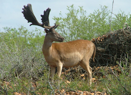 fallow deer demeanor