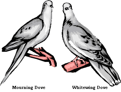Morning Dove on the left and White-Wing Dove on the right.
